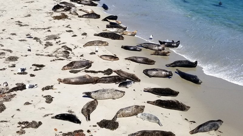Seals on the beach at La Jolla Cove 
