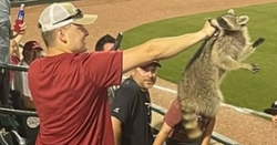 WATCH: Arkansas fan holds up raccoon after catching it in stands during baseball game