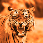 User Logo