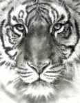 User Logo